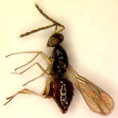 H. varicornis, female 
