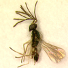 H. varicornis, male