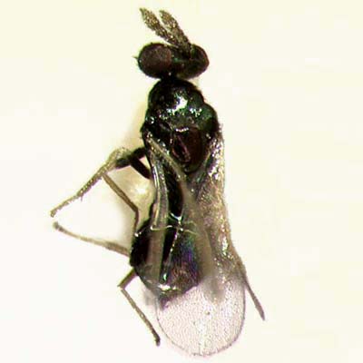 Meruana liriomyzae, female