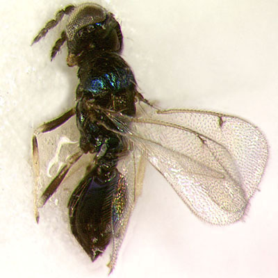P. thysanoides, female