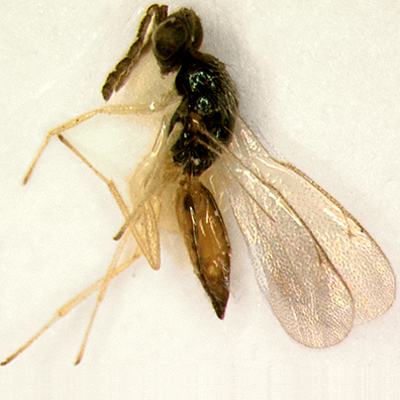 R. incompleta, female
