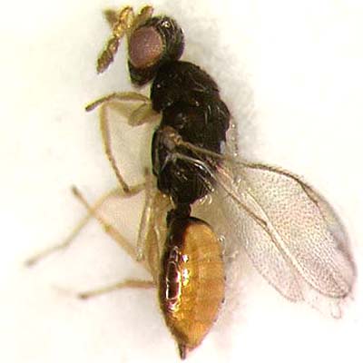 S. petiolatus, female
