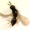 S. silvicola, female