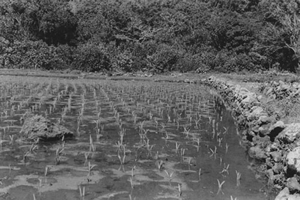 Wetland taro, Honokohau, Maui.