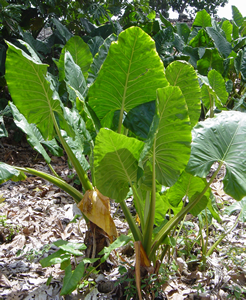 `Apue at Kahanu Garden, Hana, Maui