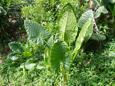 `Ape at NTBG, Kauai