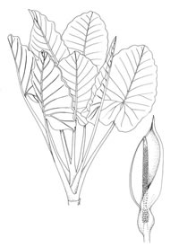 Alocasia macorrhizos