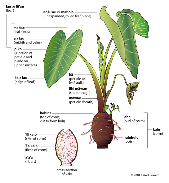 Taro plant