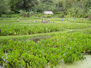 Active lo'i at Kipuhulu, Maui