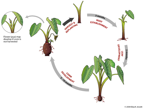 Life cycle of taro