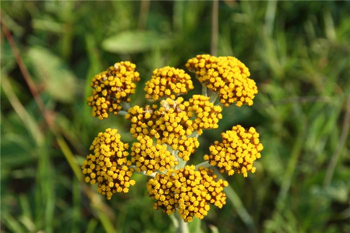 Factsheet -Helichrysum acutatum