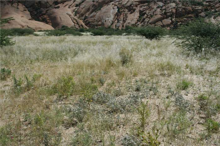 Factsheet -Helichrysum candolleanum