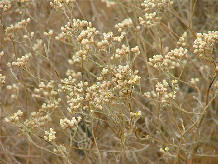 Image result for Helichrysum indicum