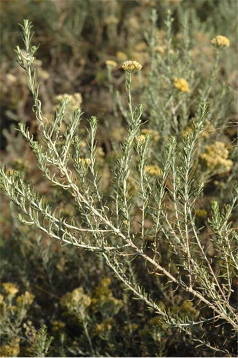 Factsheet -helichrysum Kraussii