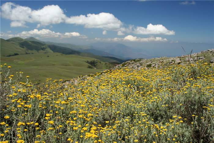 Factsheet -Helichrysum splendidum