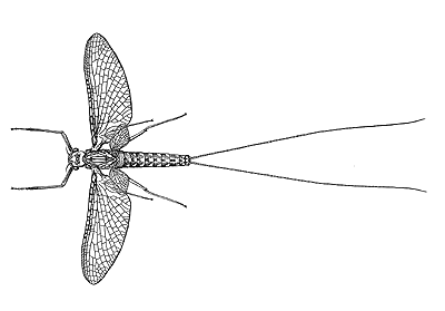 A mayfly