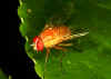 A fly resting on a leaf