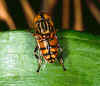 A hoverfly. Hoverflies are often mistaken for wasps and bees.