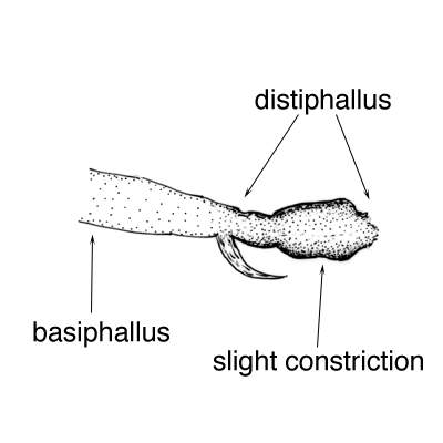 Factsheet - Liriomyza sativae