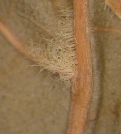 Enriquebeltrania crenatifolia domatia zoom