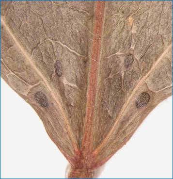 Conceveiba guianensis glands at leaf base 4.JPG