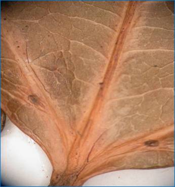 Alchorneopsis floribunda  glands at leaf base.JPG