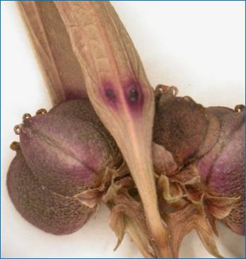 Bernardia polymorpha leaf glands and fruit.JPG