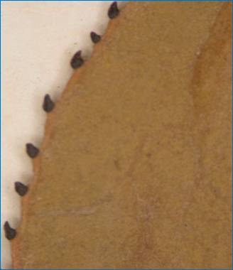 Colliguaja  glands on leaf margin.JPG