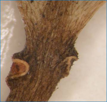 Tetrochidium glands at leaf base 3.JPG