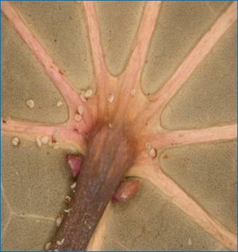 Ricinus communis peltate leaf base and glands.JPG