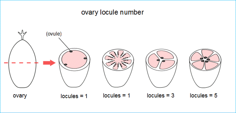 ovary locules