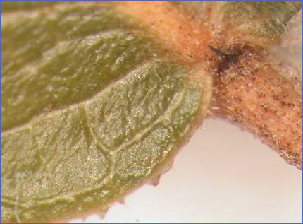 Parodiodendron_marginivillosum_spine_on_leaf_base_2