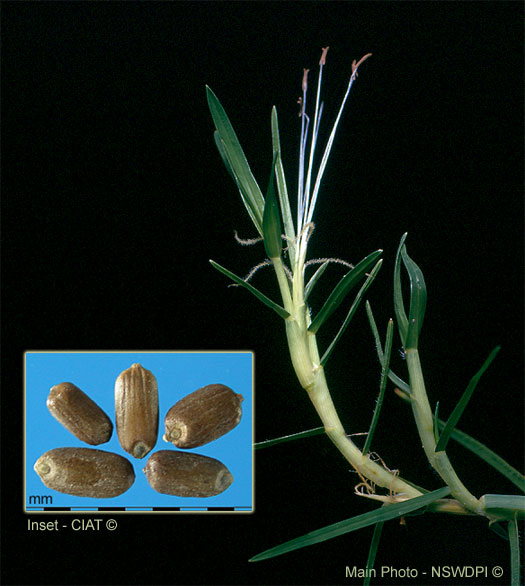 Kikuyu Grass Coated Kikuyu – 100 grams Pennisetum Clandestinum SEM14