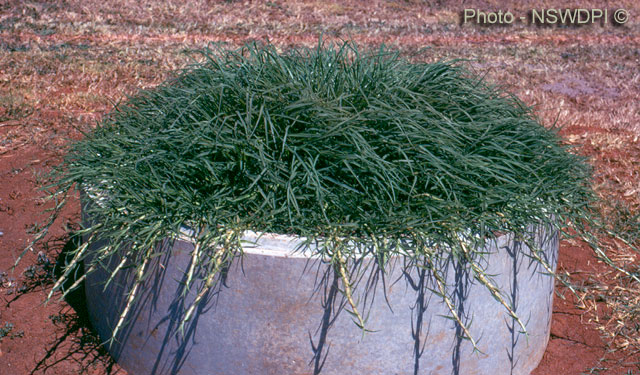 Kikuyu Grass Coated Kikuyu – 100 grams Pennisetum Clandestinum SEM14