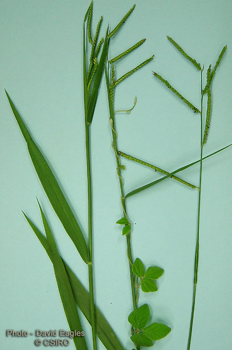 brachiaria decumbens