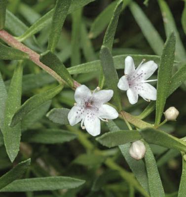 Factsheet - Myoporum parvifolium