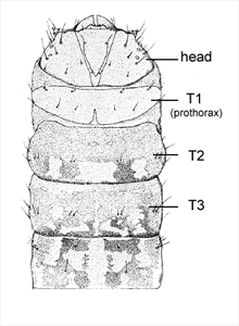 Fig. 6 Dorsal view of head and thorax of mature larva of South African cossid moth (Coryphodema tristis), from Pettey (1917).