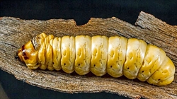 Fig. 1 Mature caterpillar of one of the large species of the Australian cossid Endoxyla (Zeuzerinae), from the Gibson Desert. Note the small, wedge-shaped head, well-developed prothoracic shield and humped, rugose first thoracic segment; the latter is typical of this subfamily. Photo by Robert Whyte.