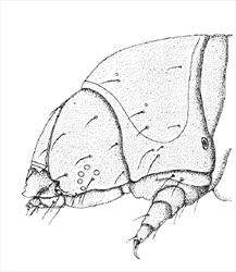 Fig. 3 Lateral view of head and first thoracic segment of mature larva of Coryphodema tristis. From Pettey (1917).
