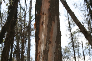 Fig. 10 Resin leaking from exterior openings in Eucalyptus nitens, constructed by larvae of Coryphodema tristis, at Ndubazai plantation, Mpumalunga Province, South Africa in October 2006. Photo by C. Byrne.