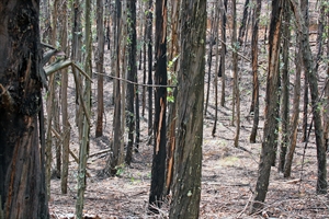 Fig. 14 Trees of Eucalyptus nitens infested with Coryphodema tristis, at Ndubazai plantation, Mpumalunga Province, South Africa in October 2006. Note darkening of bark. Photo by C. Byrne.