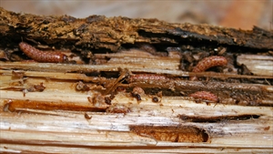Fig. 7 Exposed tunnelling larvae of Coryphodema tristis in Eucalyptus nitens, at Ndubazai plantation, Mpumalunga Province, South Africa in October 2006. Photo by C. Byrne.