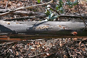 Fig. 8 Frass around exterior openings in Eucalyptus nitens from larvae of Coryphodema tristis, at Ndubazai plantation, Mpumalunga Province, South Africa in October 2006. Photo by C. Byrne.