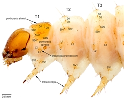 Fig. 2 Lateral view of head and thoracic segments, and associated chaetotaxy, of the mature caterpillar of the New World, tropical pickleworm Diaphania nitidalis (Spilomelinae). Photo credit: Gilligan & Passoa (2014).