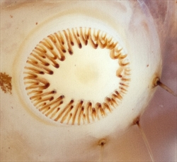 Fig. 3 Crochets on one of the ventral proleg of Diatraea considerata (Crambidae: Crambinae). Crochets are triordinal, and arranged in a circle typical of the Crambidae. Photo from Gilligan & Passoa (2014).