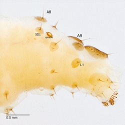 Fig. 5 Posterior segments of mature caterpillar of the Asian eggplant borer, Leucinodes orbonalis (Crambidae: Spilomelinae). Note the single L seta on A9, and also the absence of the sclerotised ring around SD1 on A8, which are both diagnostic for the Crambidae. Photo from Gilligan & Passoa (2014).