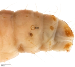 Fig. 6 Posterior segments of carob moth Ectomyelois ceratoniae (Pyralidae: Phycitinae), showing the sclerotised ring around SD1 on A8, which is diagnostic for the Pyralidae but absent in the Crambidae. There are also two lateral setae on A9 in this species, which is unusual for the Pyralidae, being diagnostic for the Crambidae (see text). Photo from Gilligan & Passoa (2014).