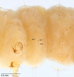 Fig. 8 First abdominal segment (annotated, in the centre of the photo) of the mature caterpillar of the Asian jasmine budworm, Hendecasis duplifascialis (Crambidae: Cybalomiinae). The SV group is trisetose here, but can also be bisetose on A1-A6 in the Crambidae. Photo from Gilligan & Passoa (2014).