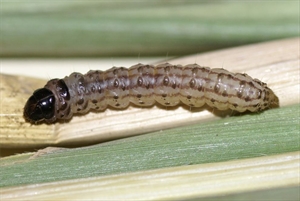 Fig. 10 Mature caterpillar of shoot borer or yellow top borer (Chilo infuscatellus). Copyright National Bureau of Agricultural Insect Resources, India. (CABI, 2019b).