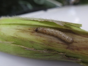 Fig. 11 Mature caterpillar of shoot borer (Chilo partellus). From Medson & Peterson (2019).